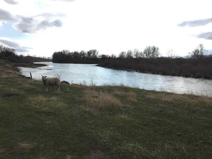 The quiet sheep by the river that remains in its bed is like me and my budget: imperturbable, everything is under control :)